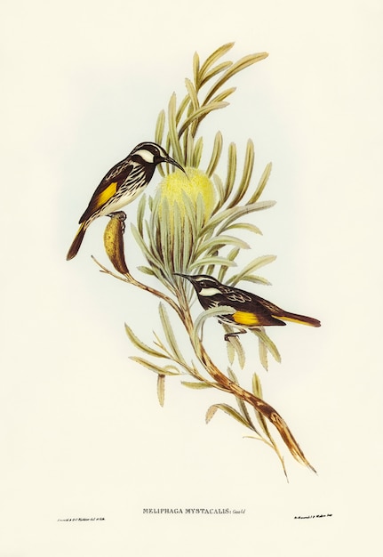 Free Photo moustached honey-eater (meliphaga mystacalis) illustrated by elizabeth gould 