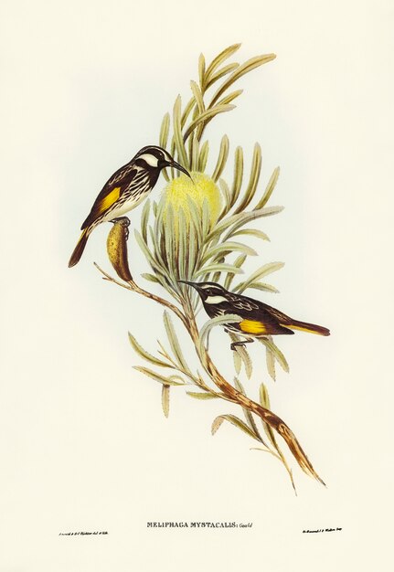 Moustached Honey-eater (Meliphaga mystacalis) illustrated by Elizabeth Gould 