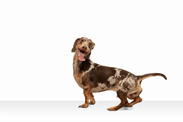 Free photo movement. cute sweet puppy of dachshund brown dog or pet posing isolated on white wall. concept of motion, pets love, animal life. looks happy, funny. copyspace for ad. playing, running.