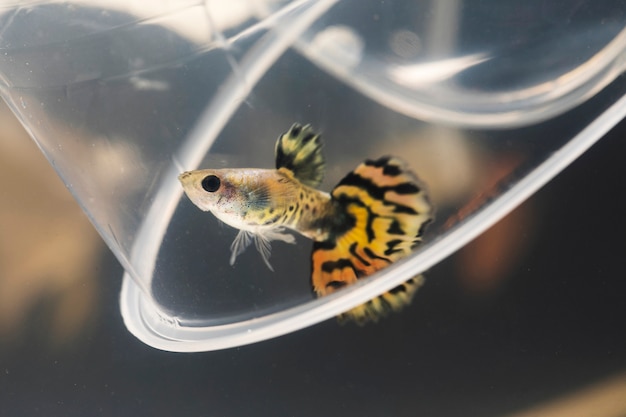 The moving moment of yellow half moon siamese betta fish and a plastic cup