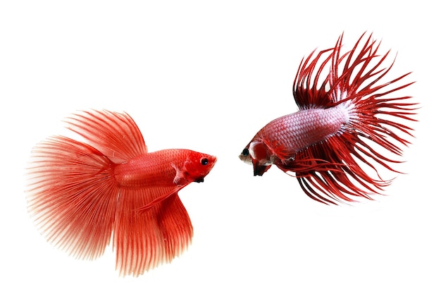 Multi color Siamese fighting fish crown tail fighting fish Betta splendens on white background