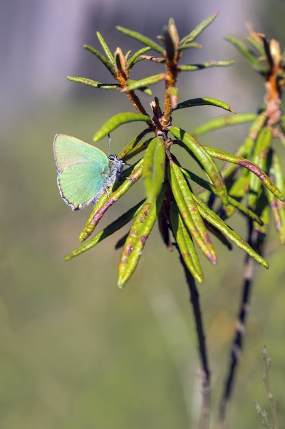 Multicolored butterfly close up