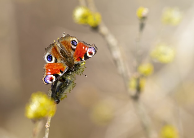 Free Photo multicolored butterfly close up