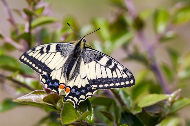 Multicolored butterfly close up