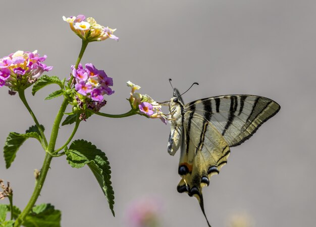 Multicolored butterfly sitting on flower