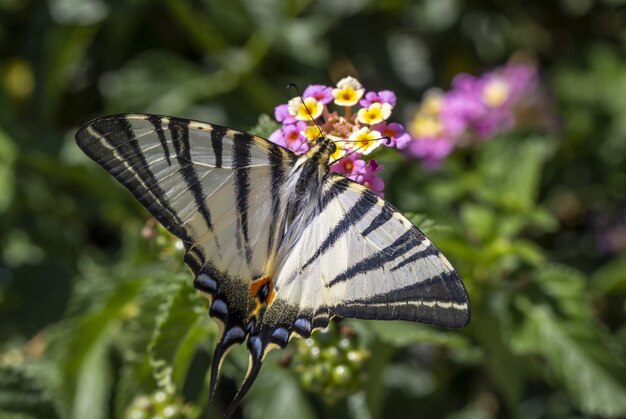 Multicolored butterfly sitting on flower