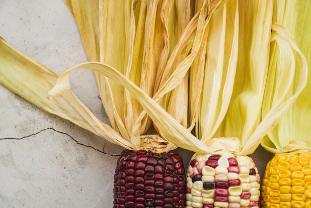 Free photo multicolored corn on cob with long beige husks