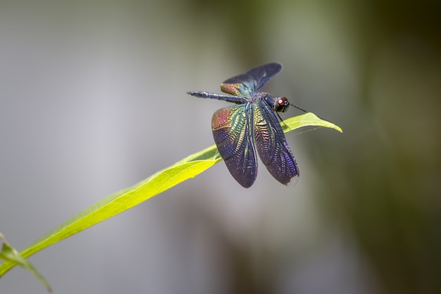 Free Photo multicolored dragonfly on plant