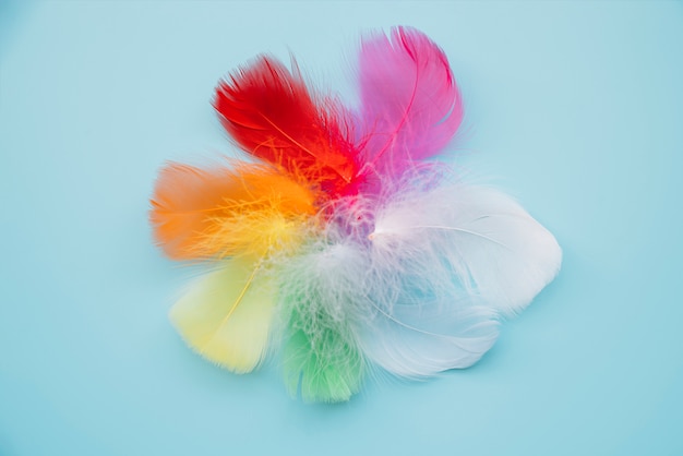 Free Photo multicolored feathers in circle