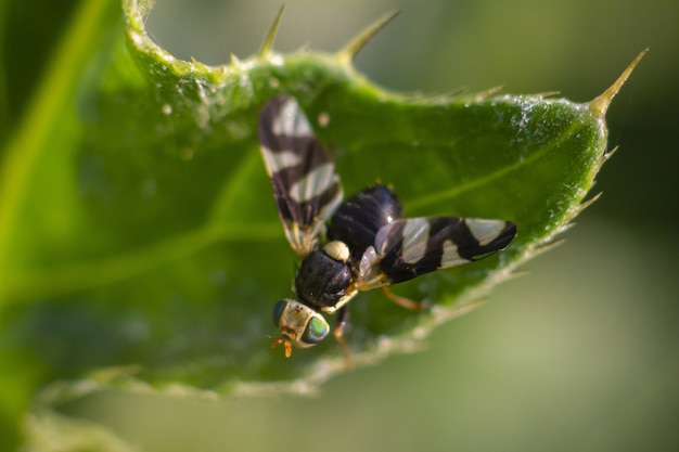 Free photo multicolored insect sitting on plant