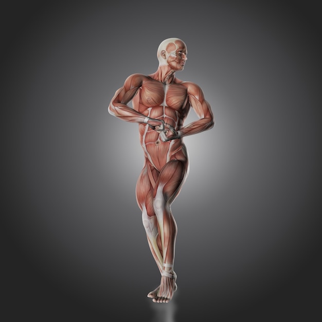 Free Photo muscle human body