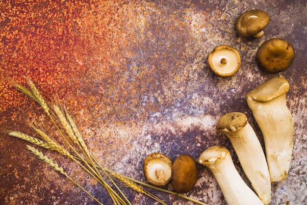 Free photo mushroom caps and stems with wheat spikes