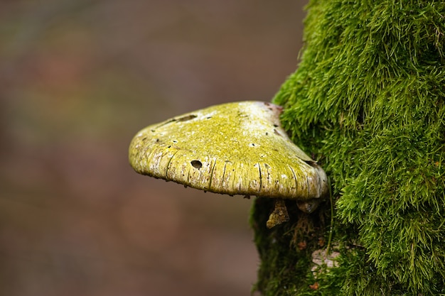 Free Photo mushroom on a tree trunk covered with moss