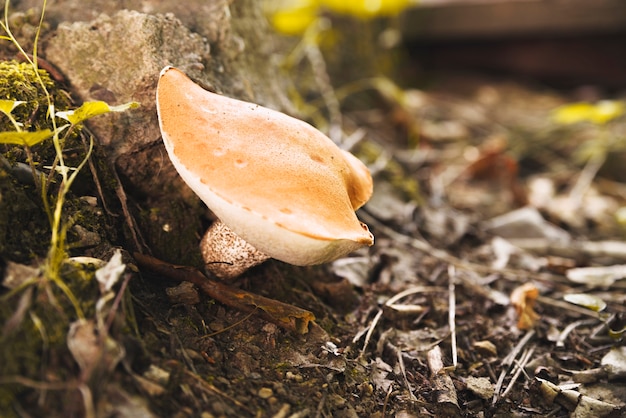 Free Photo mushroom with orange flat cap in forest 