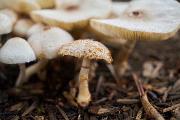 Mushrooms seen close up