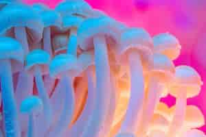 Free photo mushrooms seen with intense brightly colored lights