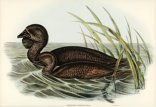 Musk Duck (Biziura lobata) illustrated by Elizabeth Gould