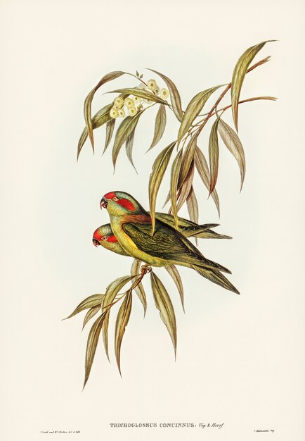 Musky Lorikeet (Trichoglossus concinnus) illustrated by Elizabeth Gould 