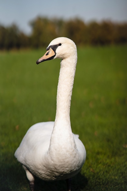 Mute Swan, Cygnus olor, Adult, close up