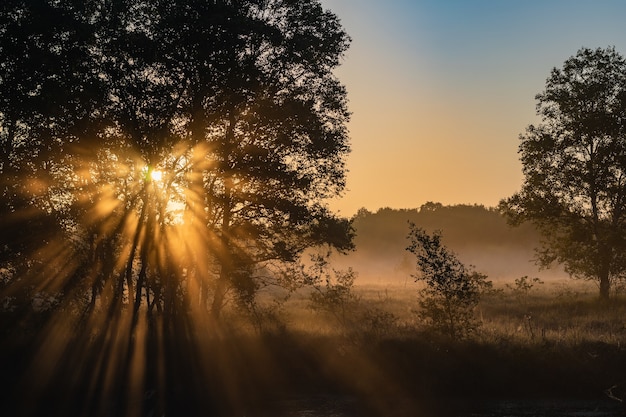 Mysterious afternoon in the foggy forest