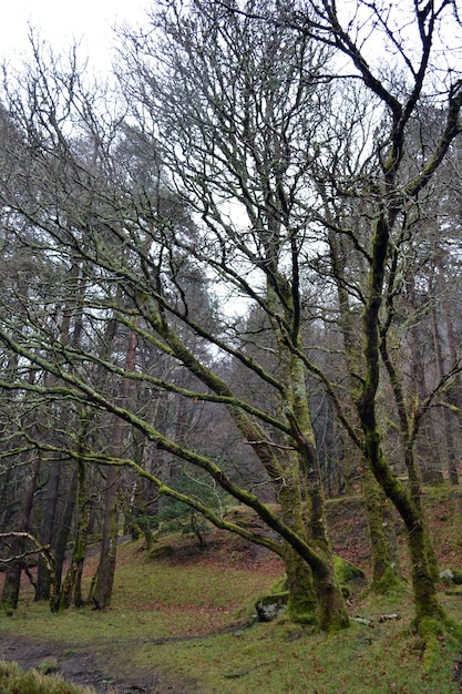 Mysterious forest with old aged and weathered trees covered in moss