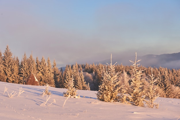 Mysterious winter landscape majestic mountains in winter. Magical winter snow covered tree. Carpathian. Ukraine