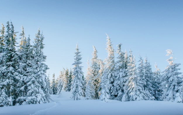 Free photo mysterious winter landscape majestic mountains in winter. magical winter snow covered tree.