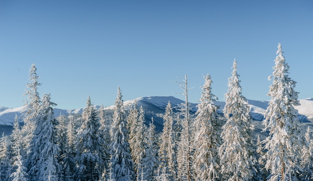 Mysterious winter landscape majestic mountains in winter. Magical winter snow covered tree.