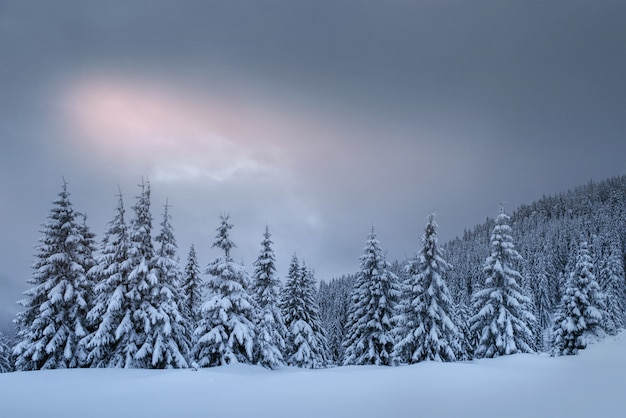 Free photo mysterious winter landscape, majestic mountains with snow covered tree. photo greeting card. carpathian ukraine europe