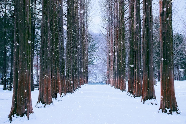 Free photo nami island in korea,row of pine trees in winter.