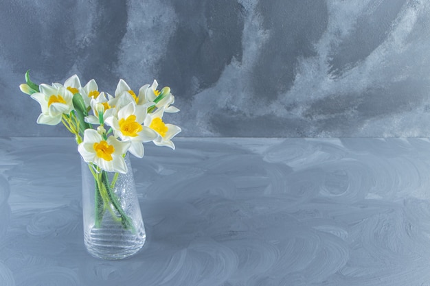 Free photo narcissus in a glass jug , on the white background.