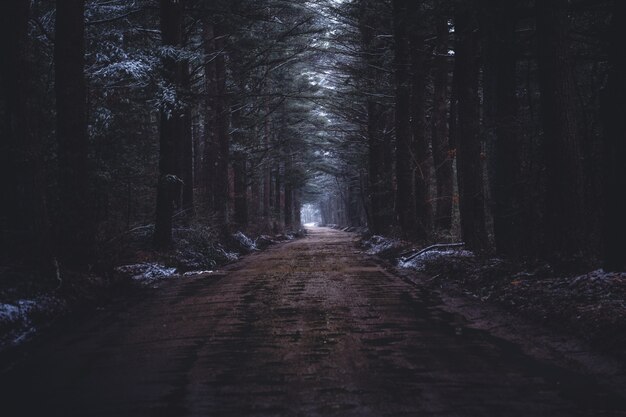 A narrow muddy road in a dark forest