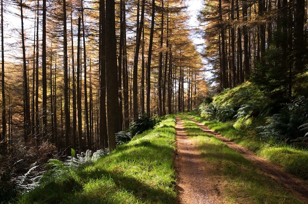 Narrow muddy road in a forest with tall trees