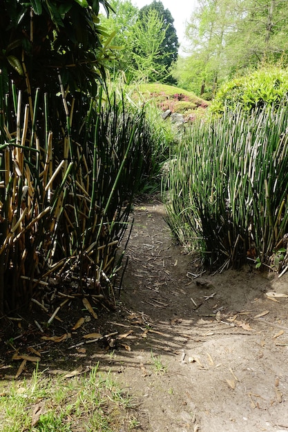 Free photo narrow path surrounded by grass and trees