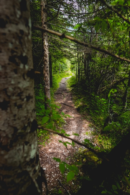 Free photo narrow pathway in a forest with thick trees and greenery