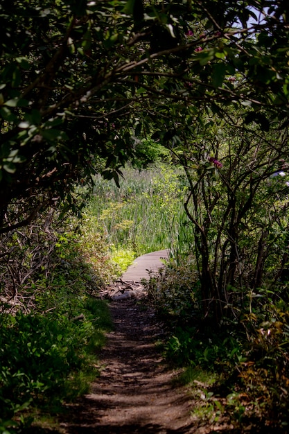 Free photo narrow pathway going through a forest with large trees on both sides