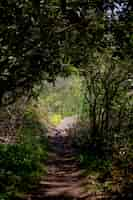 Free photo narrow pathway going through a forest with large trees on both sides