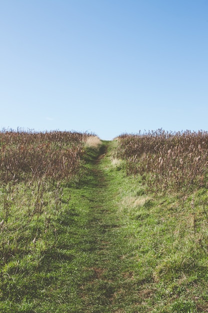 Free photo narrow pathway in the middle of a grassy field under the beautiful sky