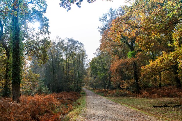 Narrow pathway near a lot of trees in the New Forest near Brockenhurst, UK