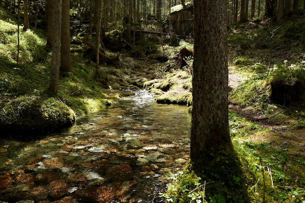 Free photo narrow river in a forest surrounded by beautiful green trees