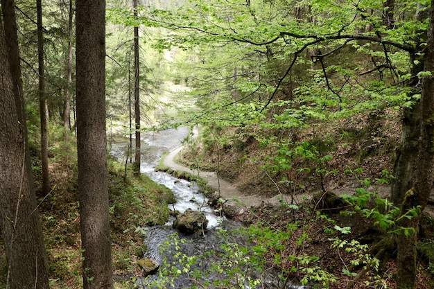 Free Photo narrow river in a forest surrounded by beautiful green trees