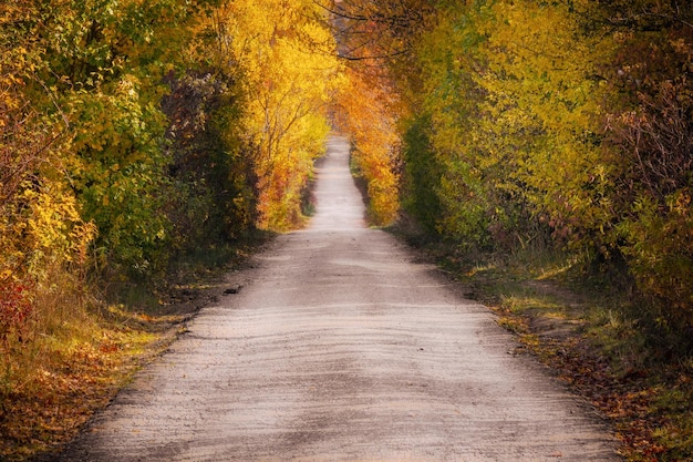 Free photo narrow road in a forest covered in yellowing plants under the sunlight in autumn