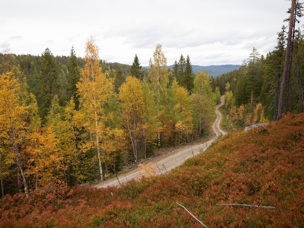 Narrow road surrounded by beautiful autumn-colored trees in Norway