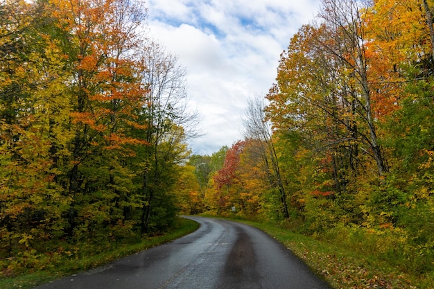 Free photo narrow road surrounded by a forest covered in yellowing plants under a cloudy sky in autumn