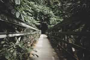 Free photo a narrow wooden bridge inside a forest