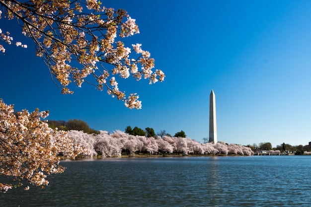 National Mall surrounded by cherry blossoms and a lake under the sunlight in Washington DC