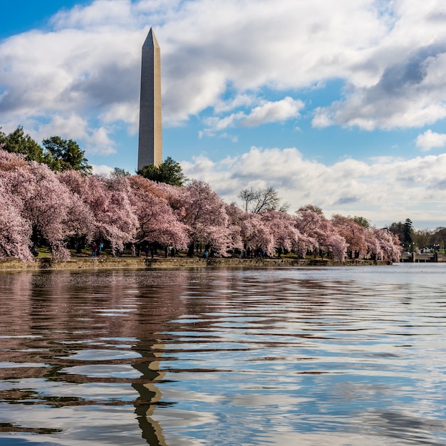 Free photo national mall surrounded by trees and a lake under the cloudy sky in washington dc