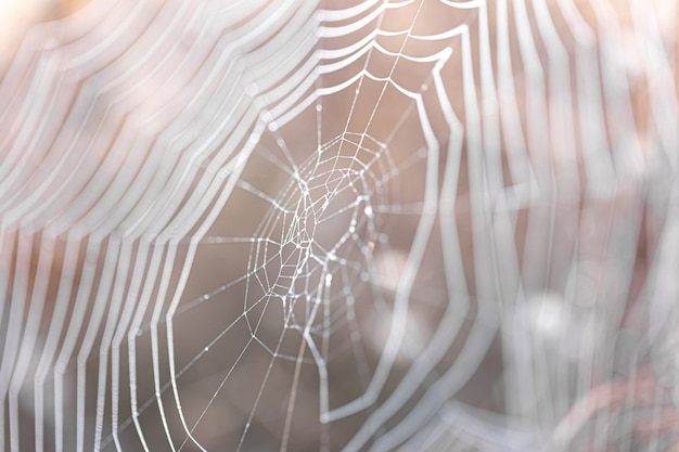 Natural abstract background with cobwebs in sunlight.