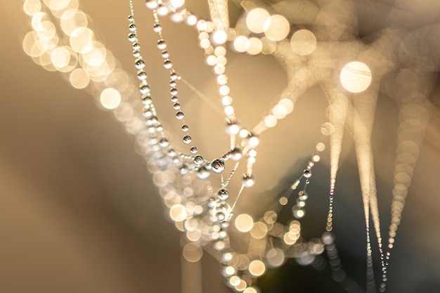 Free Photo natural abstract background with crystal dew drops on a spider web in sunlight with bokeh.