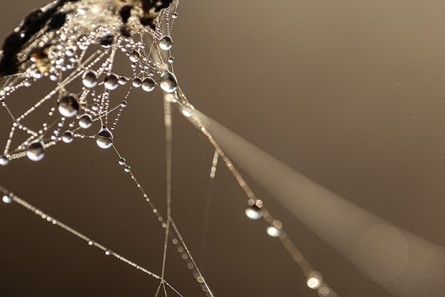 Natural abstract background with dew drops shining in the sun on a spider web.